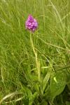 Anacamptis pyramidalis