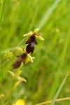 Ophrys insectifera