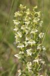 Platanthera chlorantha