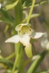 Platanthera chlorantha