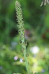 Agrimonia eupatoria
