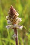 Orobanche picridis-hieracioidis