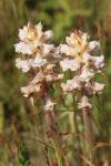Orobanche picridis-hieracioidis