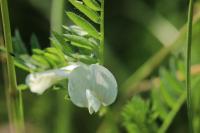 Vicia lutea