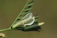 Vicia lutea
