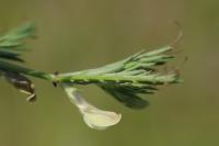 Vicia lutea