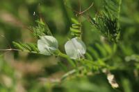 Vicia lutea