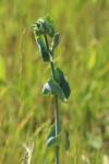 Blackstonia perfoliata