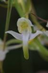 Platanthera chlorantha