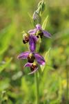 Ophrys apifera