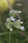 Silene vulgaris