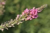 Onobrychis viciifolia