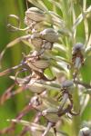 Himantoglossum hircinum