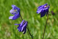 Aquilegia vulgaris