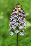Orchis purpurea