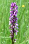 Orchis mascula