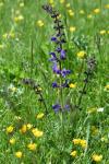 Salvia pratensis