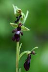 Ophrys insectifera