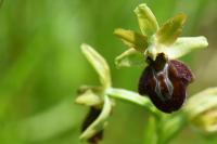 Ophrys aranifera