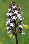Orchis purpurea