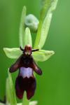 Ophrys insectifera