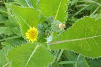 Sonchus asper
