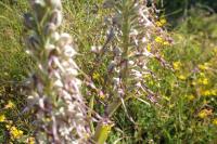 Himantoglossum hircinum