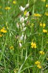 Cephalanthera damasonium