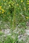 Neottia ovata