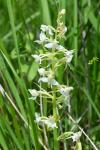 Platanthera chlorantha