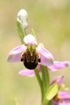 Ophrys apifera