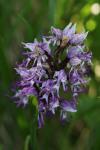 Orchis simia
