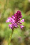 Anacamptis pyramidalis