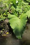 Arctium lappa