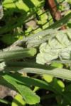 Arctium lappa