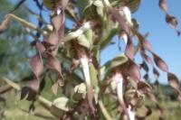 Himantoglossum hircinum