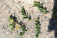 Astragalus glycyphyllos