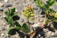 Astragalus glycyphyllos