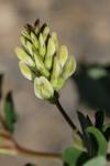 Astragalus glycyphyllos