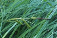 Carex riparia