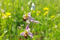 Ophrys apifera