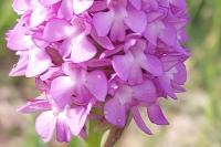 Anacamptis pyramidalis