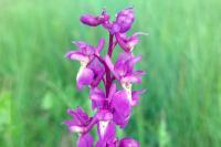 Orchis mascula