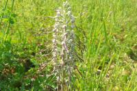 Himantoglossum hircinum