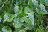 Dioscorea communis