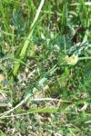 Vicia lutea