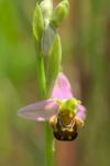 Ophrys apifera