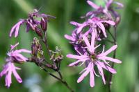 Lychnis flos-cuculi