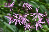 Lychnis flos-cuculi