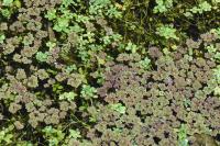 Azolla filiculoides